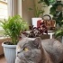 Güzeller güzeli British shorthair oğluma ömürlük yuva fotoğraf