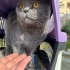 British shorthair kısır erkek kedi fotoğraf