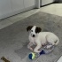 Jack Russell 4 aylık dişi yuva arıyoruz fotoğraf