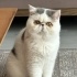 ACİL Ücretsiz sahiplendirme Exotic shorthair erkek fotoğraf