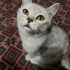 british shorthair kızımıza güvenilir yuva ariyoruz fotoğraf