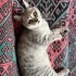 british shorthair kızımıza güvenilir yuva ariyoruz fotoğraf