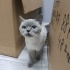 BLUE POİNT BRİTİSH SHORTHAİR KEDİ SOKAĞA ATILMIŞ YENI YUVA ARIYORUZ fotoğraf