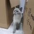 BLUE POİNT BRİTİSH SHORTHAİR KEDİ SOKAĞA ATILMIŞ YENI YUVA ARIYORUZ fotoğraf