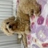 Maltipoo 2 yaşında fotoğraf