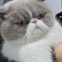 Exotic shorthair 1.5 yaşında kısır erkek fotoğraf