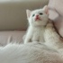 Pamuk gibi bembeyaz van kedisi fotoğraf