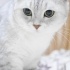 Scottish Fold cinsi kedi fotoğraf
