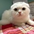 tatlı scottish fold yavru kedisi fotoğraf