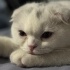 tatlı scottish fold yavru kedisi fotoğraf