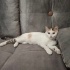 Calico Kedi İnsan Canlısı ve Sevecen Hareketli Oyun oynamayı çok seven fotoğraf