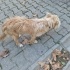 Evden Kaçmış veya Bırakılmış Sahipsiz Köpek fotoğraf