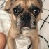FRANSIZ BULLDOG - DEX fotoğraf