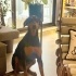 Ücretsiz sahiplenme Doberman fotoğraf