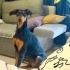 Ücretsiz sahiplenme Doberman fotoğraf