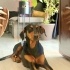Ücretsiz sahiplenme Doberman fotoğraf