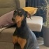 Ücretsiz sahiplenme Doberman fotoğraf