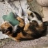 Kendisine Sıcak Yuva Arayan Calico Yavru Kedi Porsuk fotoğraf