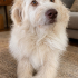 Bembeyaz bir Terier fotoğraf