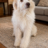 Bembeyaz bir Terier fotoğraf