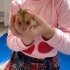 Bakımını Aksatmamak İçin Hamsterımızı Sahiplendiriyoruz fotoğraf