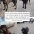 Cane Corso tehlike altında acil yuva fotoğraf