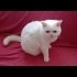 Beyaz British Shorthair'a yuva fotoğraf