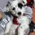 DALMAÇYALI GİBİ TERRIER MIX BEBEK YUVA ARIYOR fotoğraf