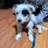 DALMAÇYALI GİBİ TERRIER MIX BEBEK YUVA ARIYOR fotoğraf