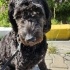 Siyah Goldendoodle fotoğraf