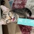 3.5 aylık yeni yuvasını arıyor anne blue point baba golden tabby fotoğraf