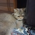 British shorthair kızımızı sahiplendirmek istiyoruz