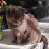 ÜCRETSİZ SAHİPLENDİRME - 2 Yaşında Erkek British Shorthair
