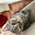 1 yaşında scottish fold kısır ücretsiz fotoğraf
