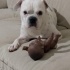 AŞILI, ÇİPLİ FRANSIZ BULLDOG fotoğraf