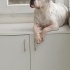 AŞILI, ÇİPLİ FRANSIZ BULLDOG fotoğraf