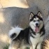 7,5 Aylık Husky fotoğraf