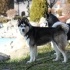 7,5 Aylık Husky fotoğraf
