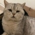 Uysal Silver British Shorthair fotoğraf