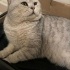 Uysal Silver British Shorthair fotoğraf