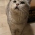 Uysal Silver British Shorthair fotoğraf