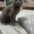 british shorthair Ücretsiz sahiplendirilecektir fotoğraf