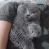 🐾 YUVA ARIYOR – GRİ SCOTTISH FOLD (ÖZEL DURUM) fotoğraf