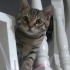0534 216 08 72 BRITISH SHORTHAIR-TEKİR MELEZ, İLKAŞILI, 3.5AYLIK OĞLUM TEDI fotoğraf