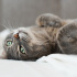 0541 343 43 38 RUSSIAN BLUE MELEZİ 8 AYLIK KISIR AŞILI OĞLUM DEMİR fotoğraf