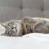 0541 343 43 38 RUSSIAN BLUE MELEZİ 8 AYLIK KISIR AŞILI OĞLUM DEMİR fotoğraf