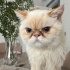 Exotic Shorthair erkek kedi için kalıcı yuva arayışı fotoğraf