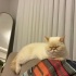 Exotic Shorthair erkek kedi için kalıcı yuva arayışı fotoğraf