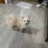 Pomeranian ırkı köpek ücretsiz sahiplendirme fotoğraf