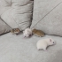 Dişi ve erkek yavru Suriye hamsterleri fotoğraf